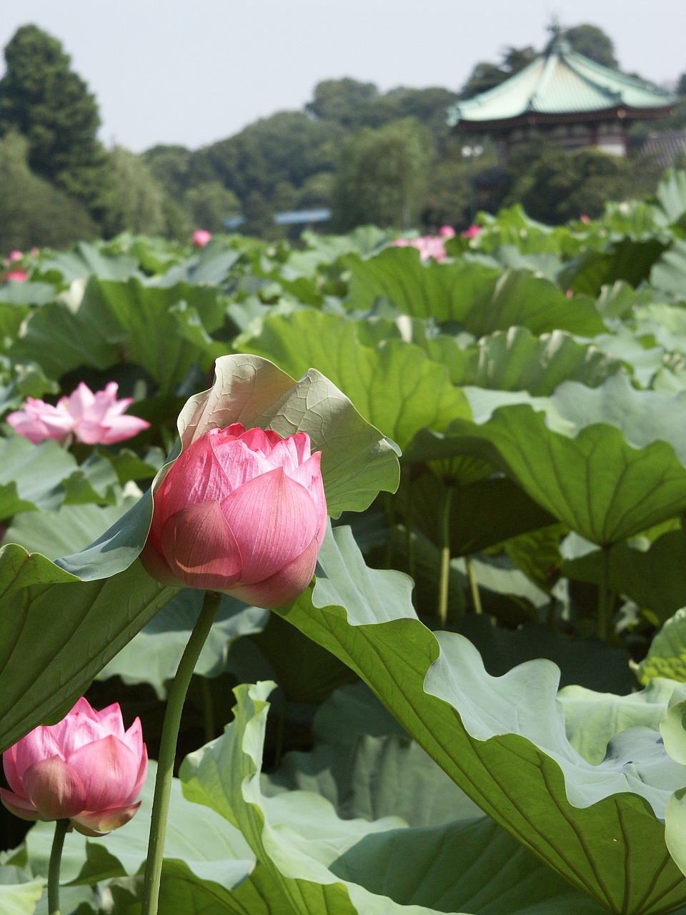 flowers non pond lotus free photo