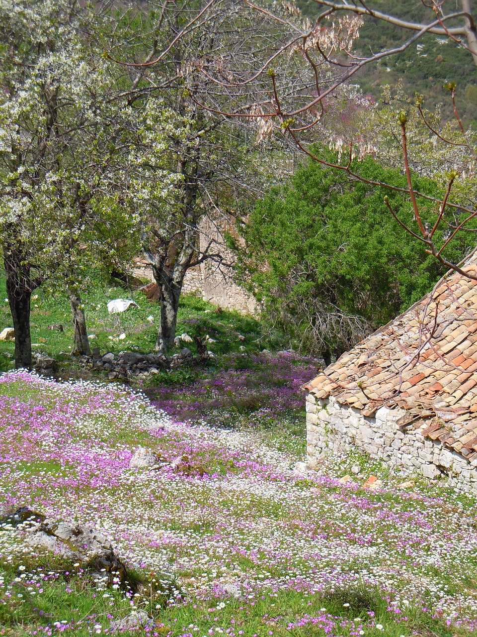 flowers corfu spring free photo