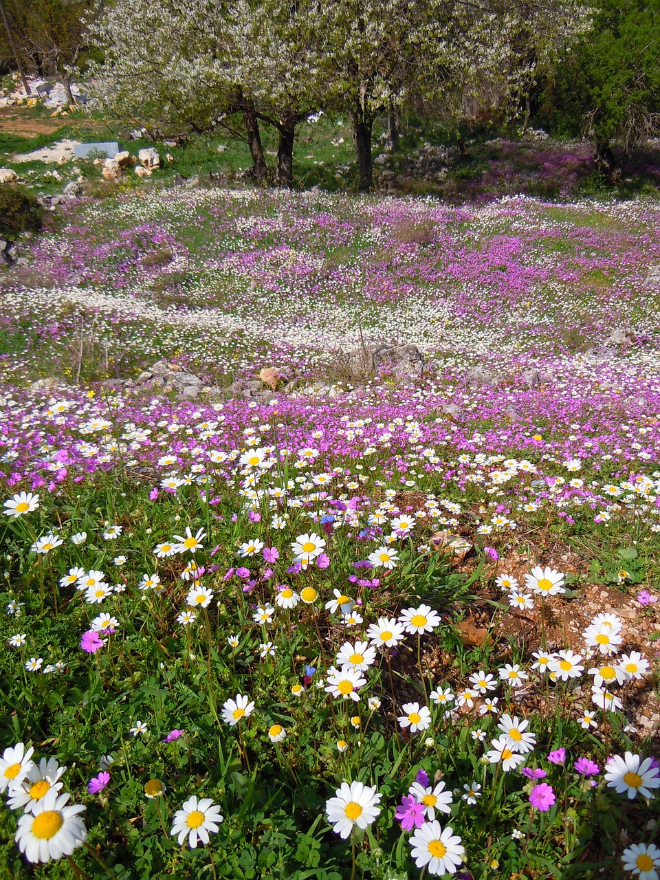 flowers corfu spring free photo