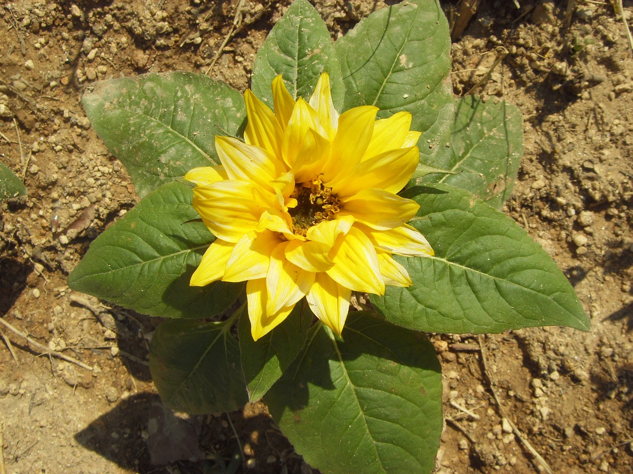 flowers yellow plants free photo