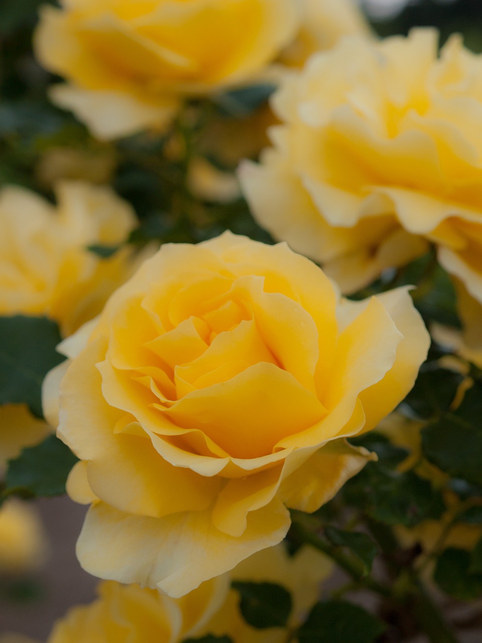 Flowers,japan,rose,yellow,plant - free image from needpix.com