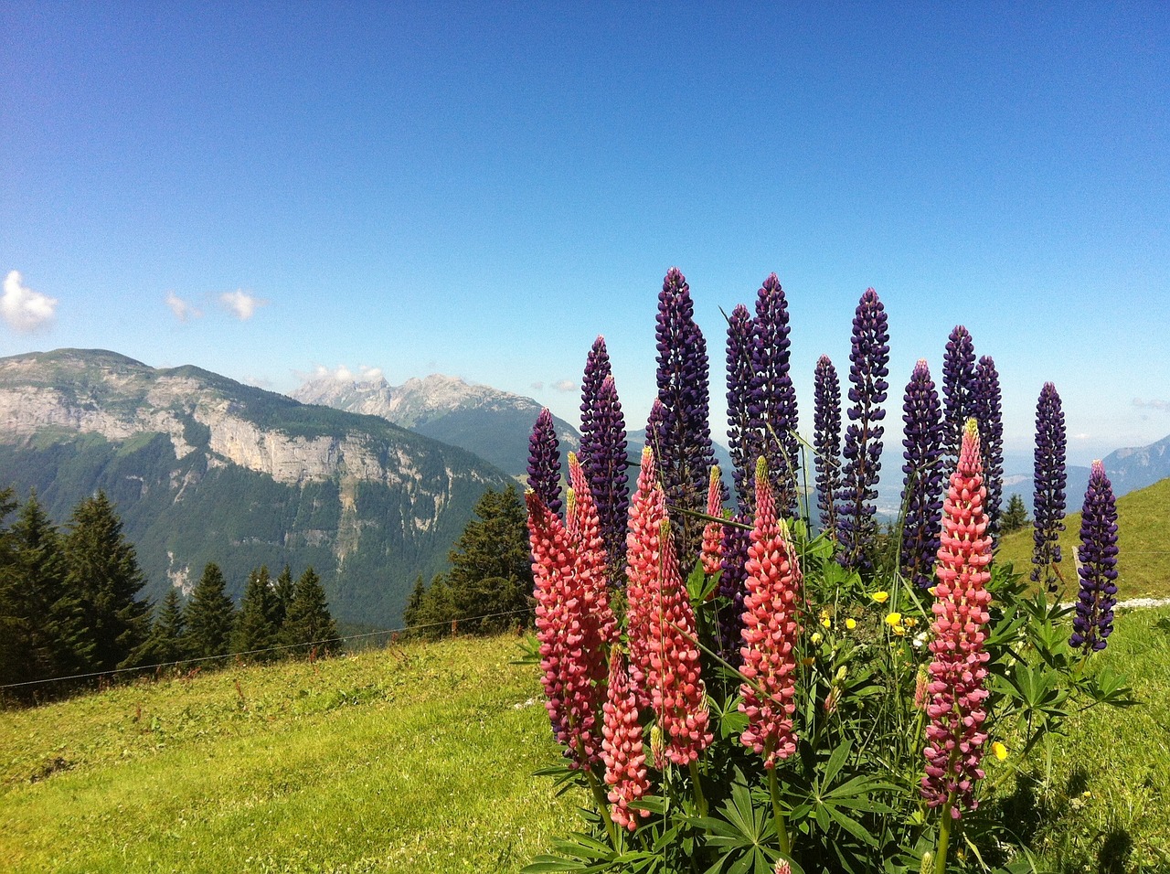 flowers haute-savoie alps