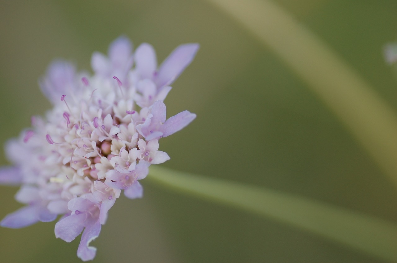 flowers purple purple flower free photo