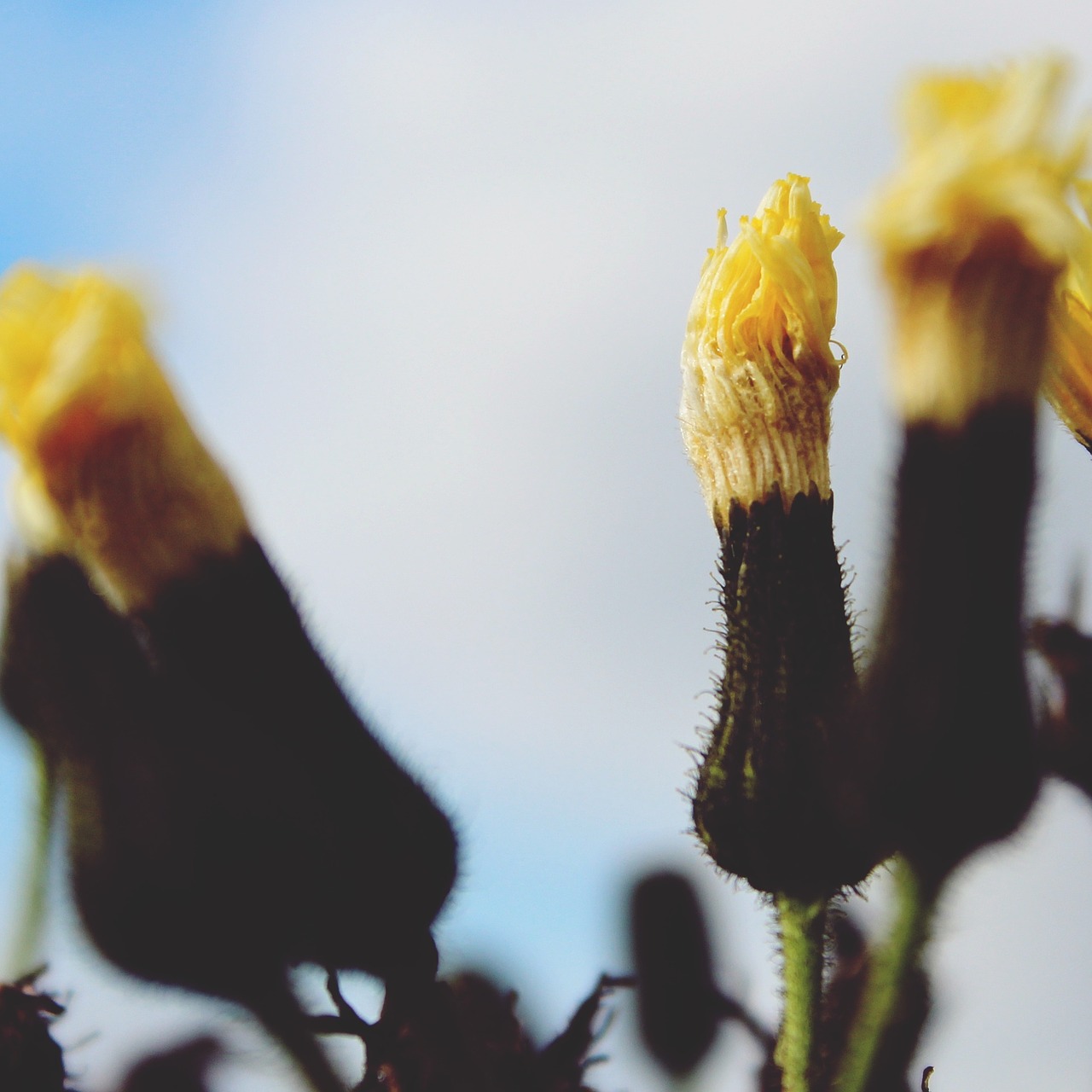 flowers blossom bloom free photo