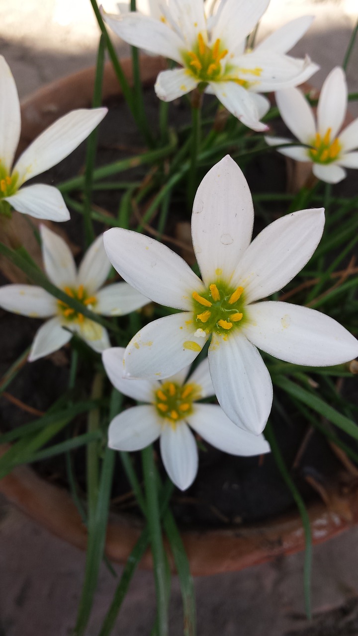 flowers white flowers bouquet free photo