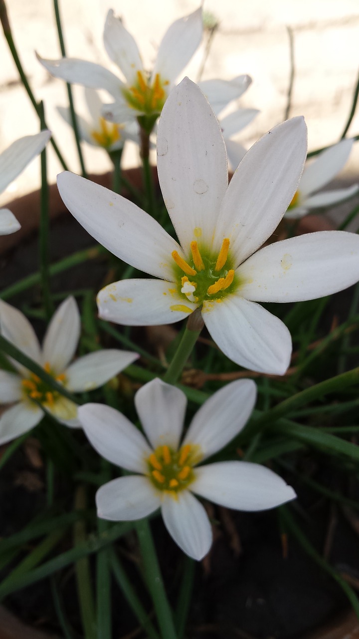 flowers white flowers bouquet free photo