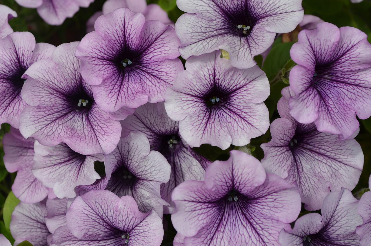 flowers petunia purple flower free photo