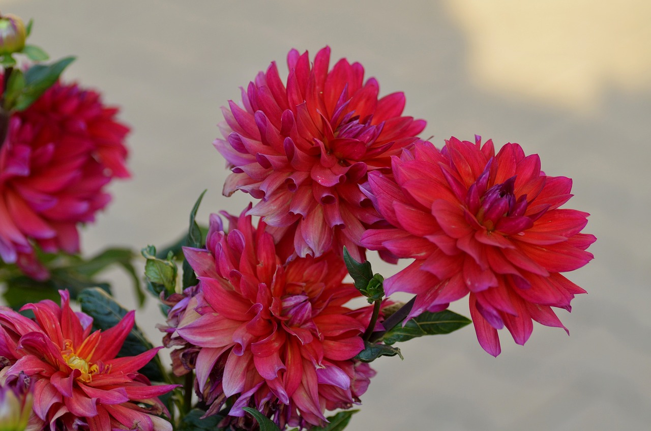 flowers red pink free photo