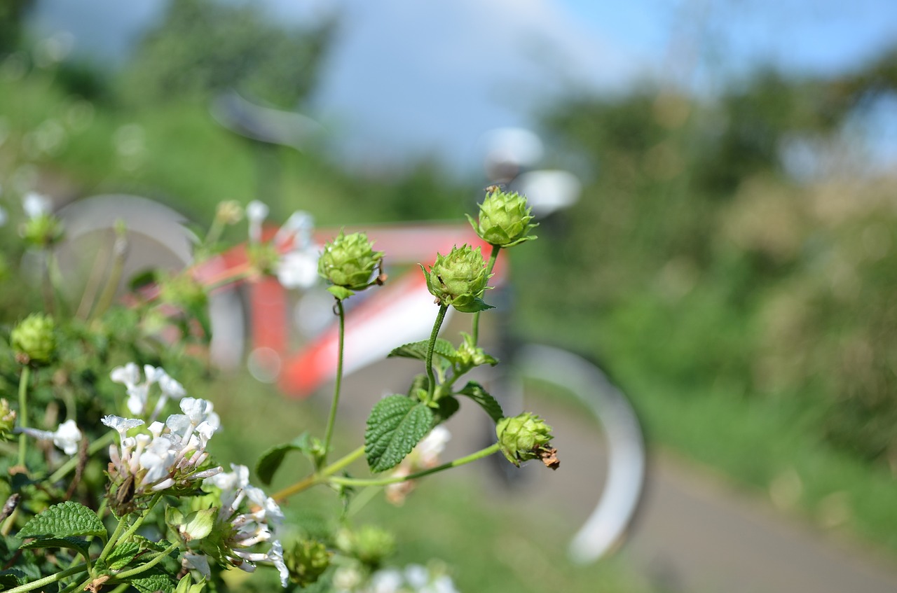 flowers bike macro free photo