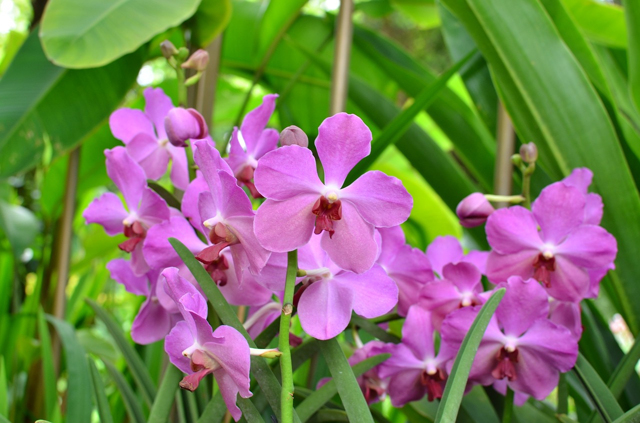 orchid flowers blossom free photo