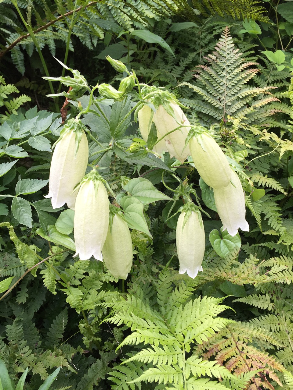 flowers plants nature free photo