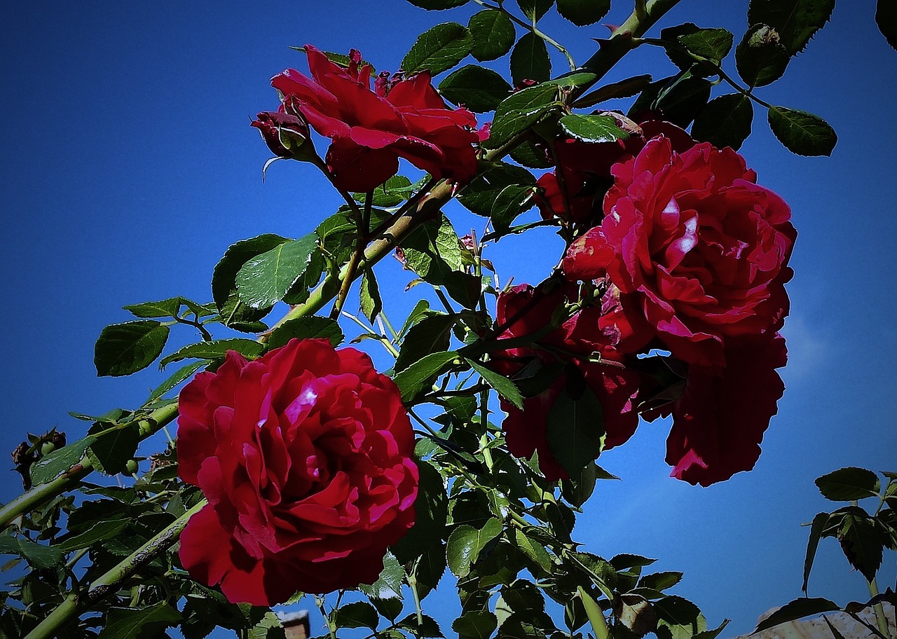 flowers rose garden free photo