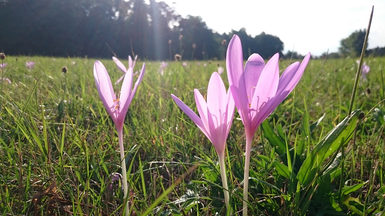 flowers meadow autumn free photo