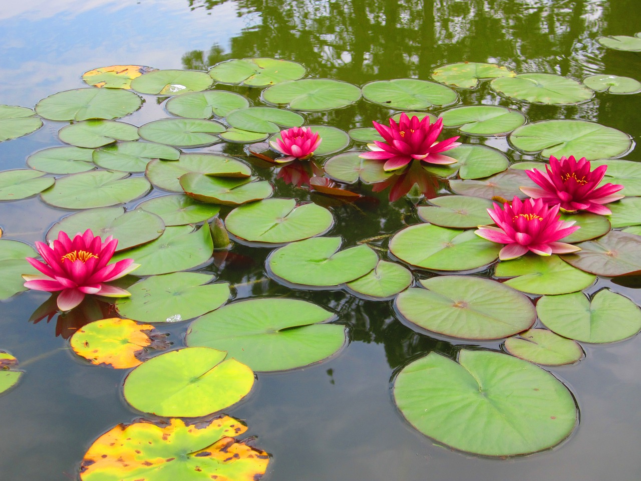 flowers pond water free photo