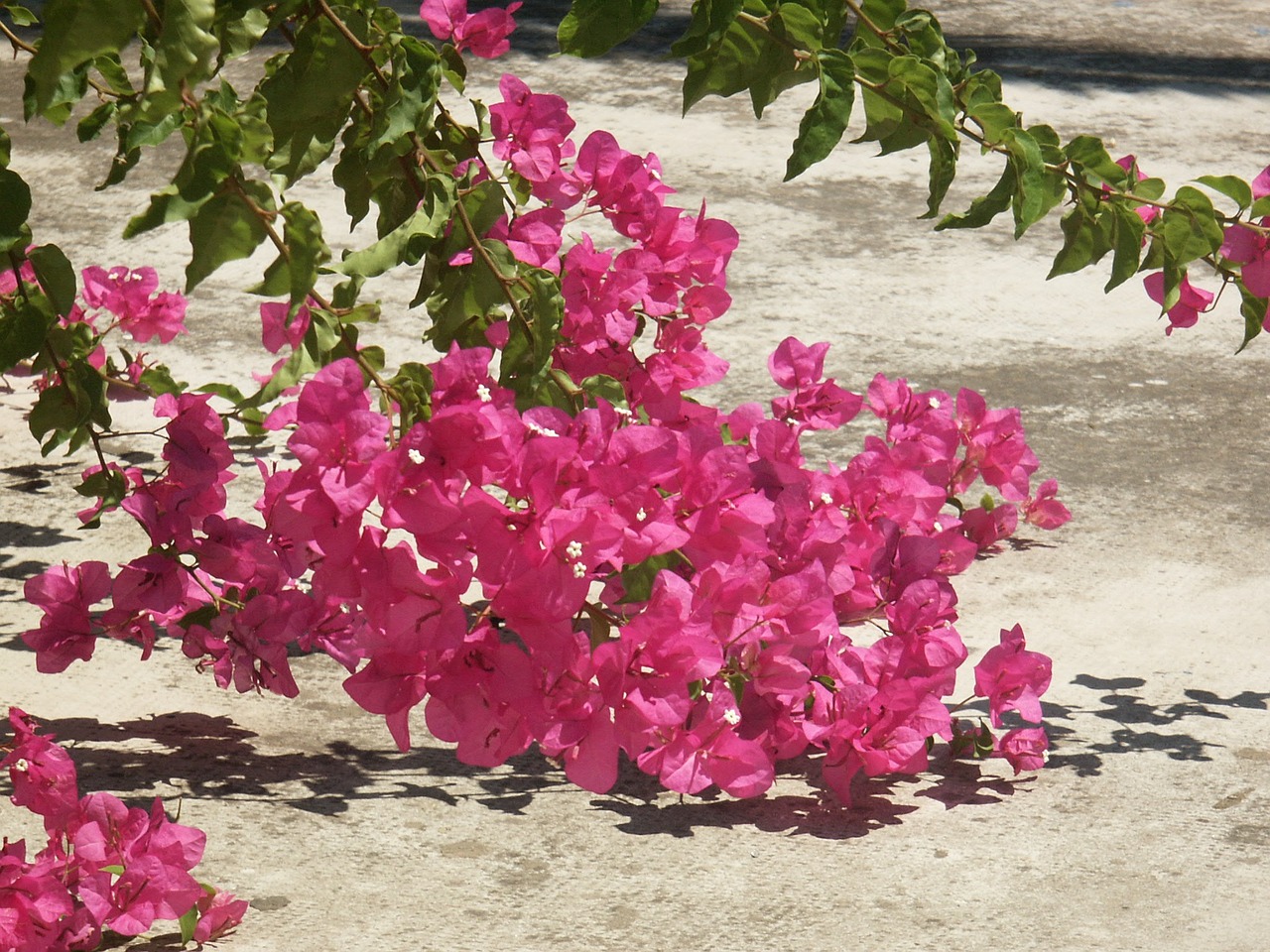 flowers pink summer free photo