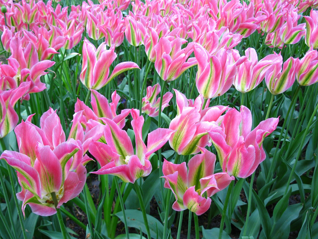 flowers plants field free photo