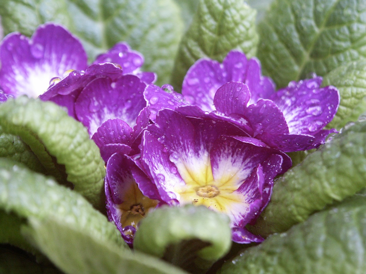 flowers violet brina free photo