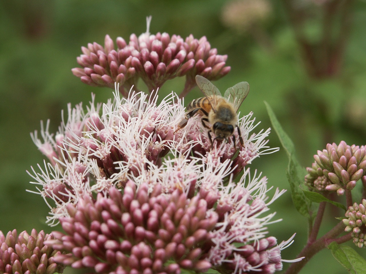 flowers insect bee free photo