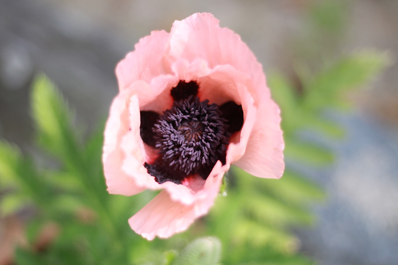 flowers poppy oriental poppy free photo