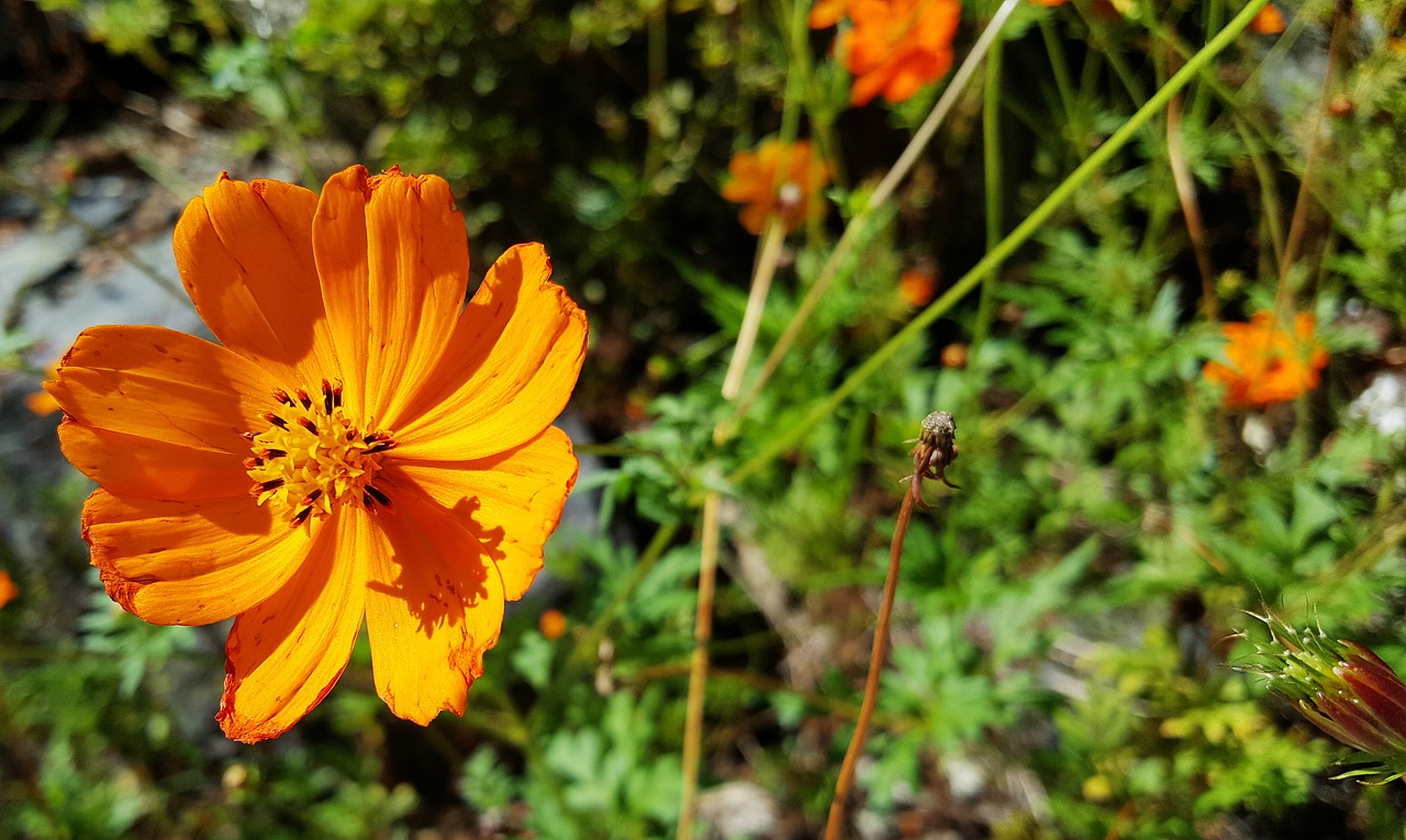 flowers cosmos nature free photo