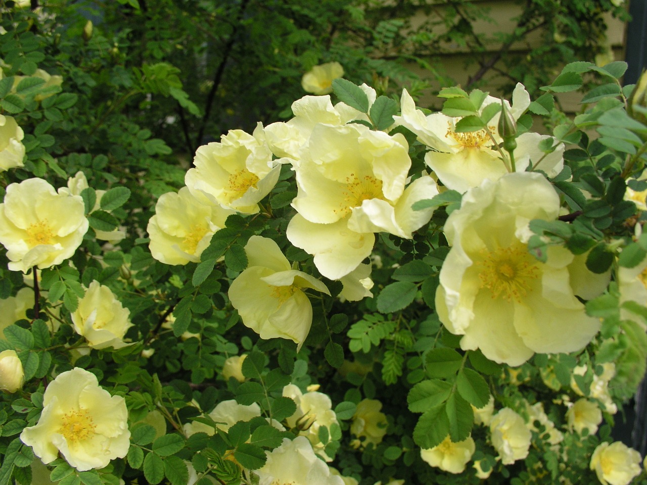 flowers green yellow free photo