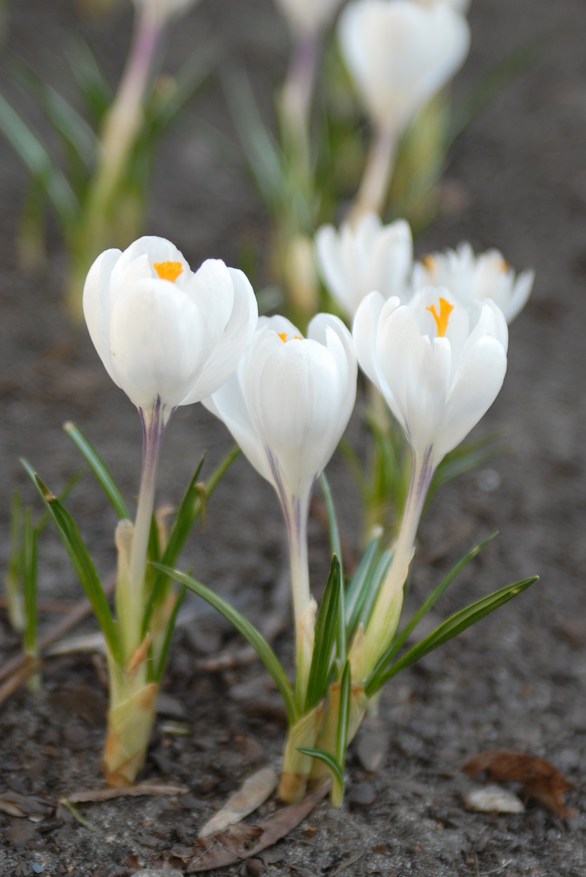 flowers plant spring free photo