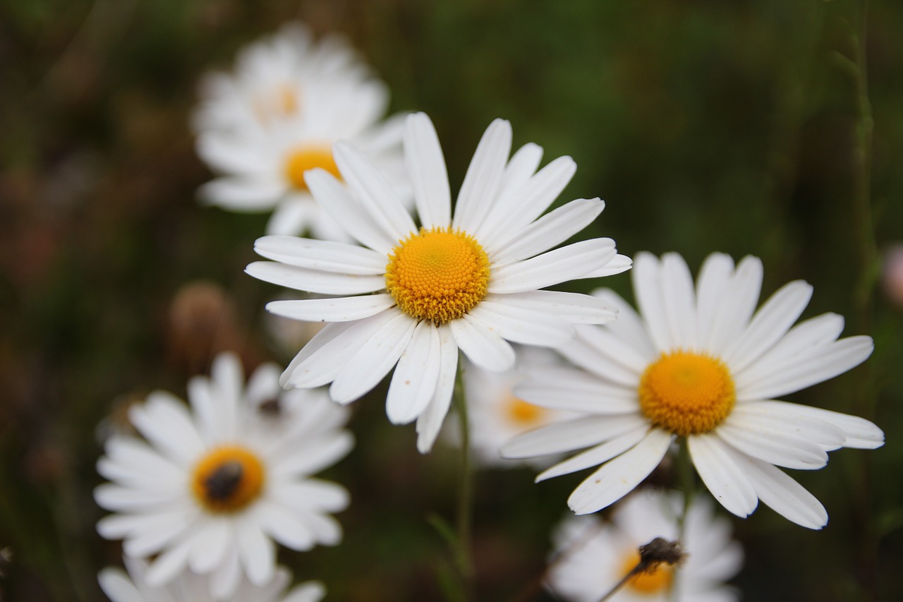 flowers nature forest free photo