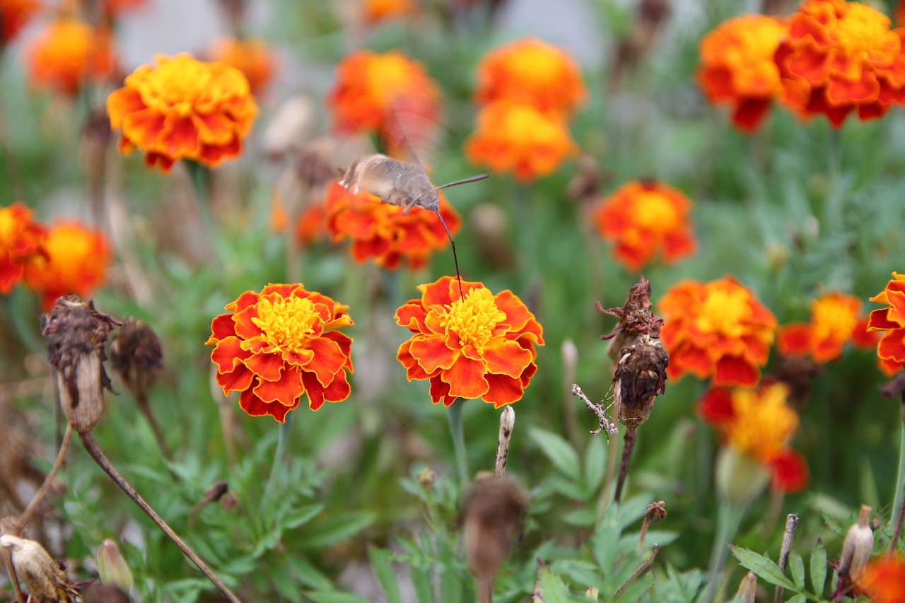 flowers forest mountain free photo