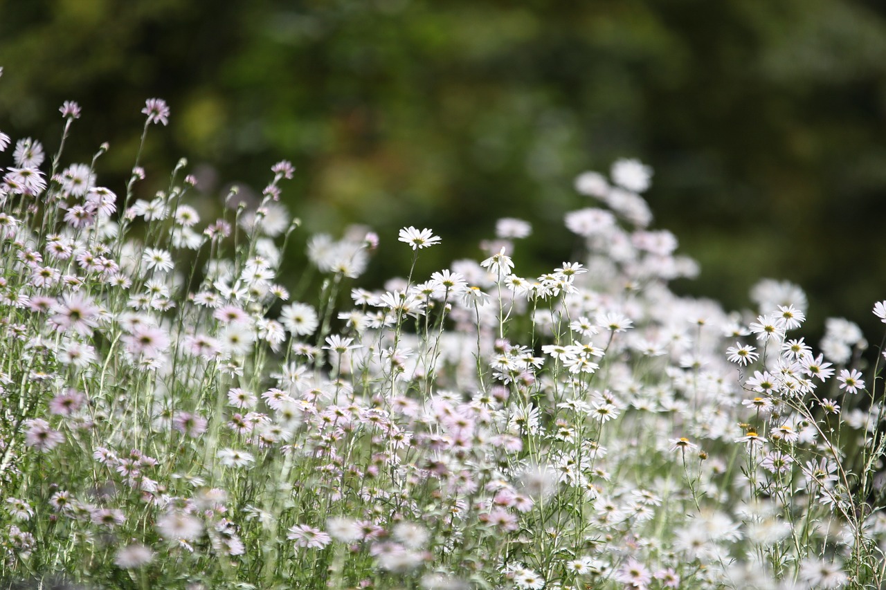 flowers nature forest free photo