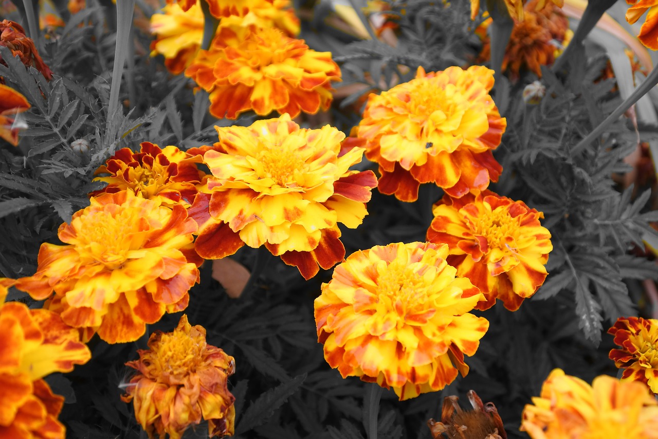 flowers barhotki orange free photo