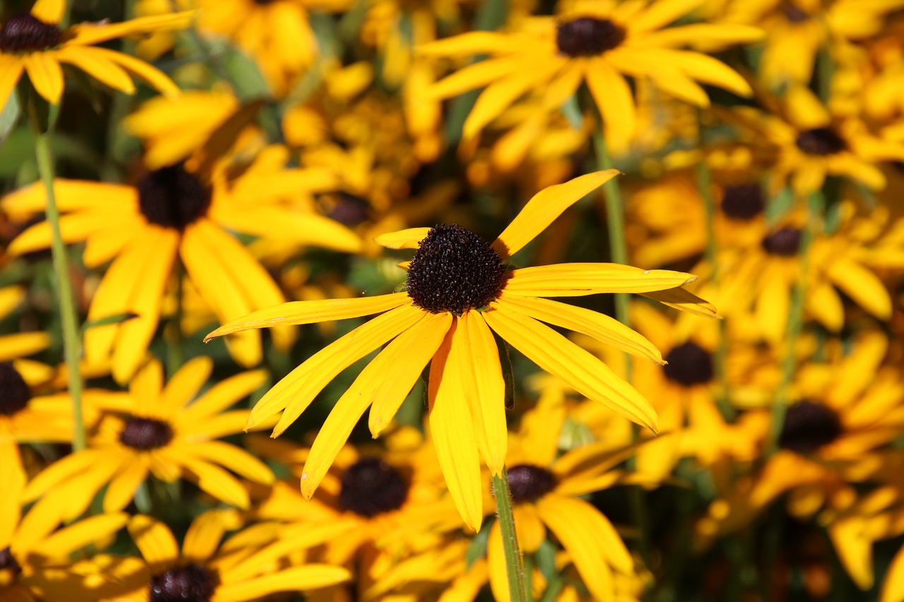 flowers yellow yellow flower free photo