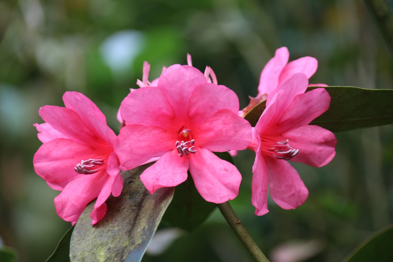 flowers pink flower free photo