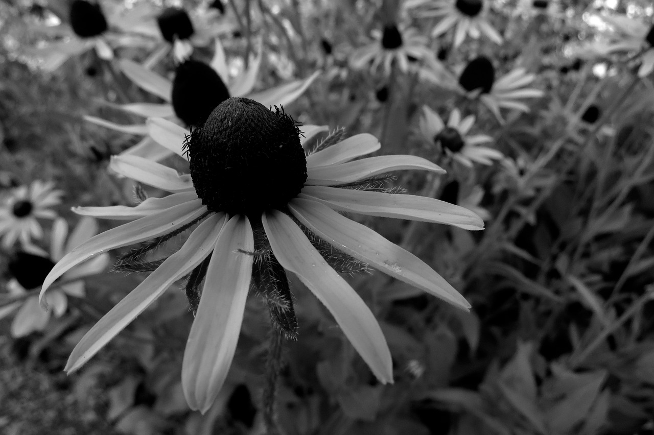 daisies white flowers floral free photo