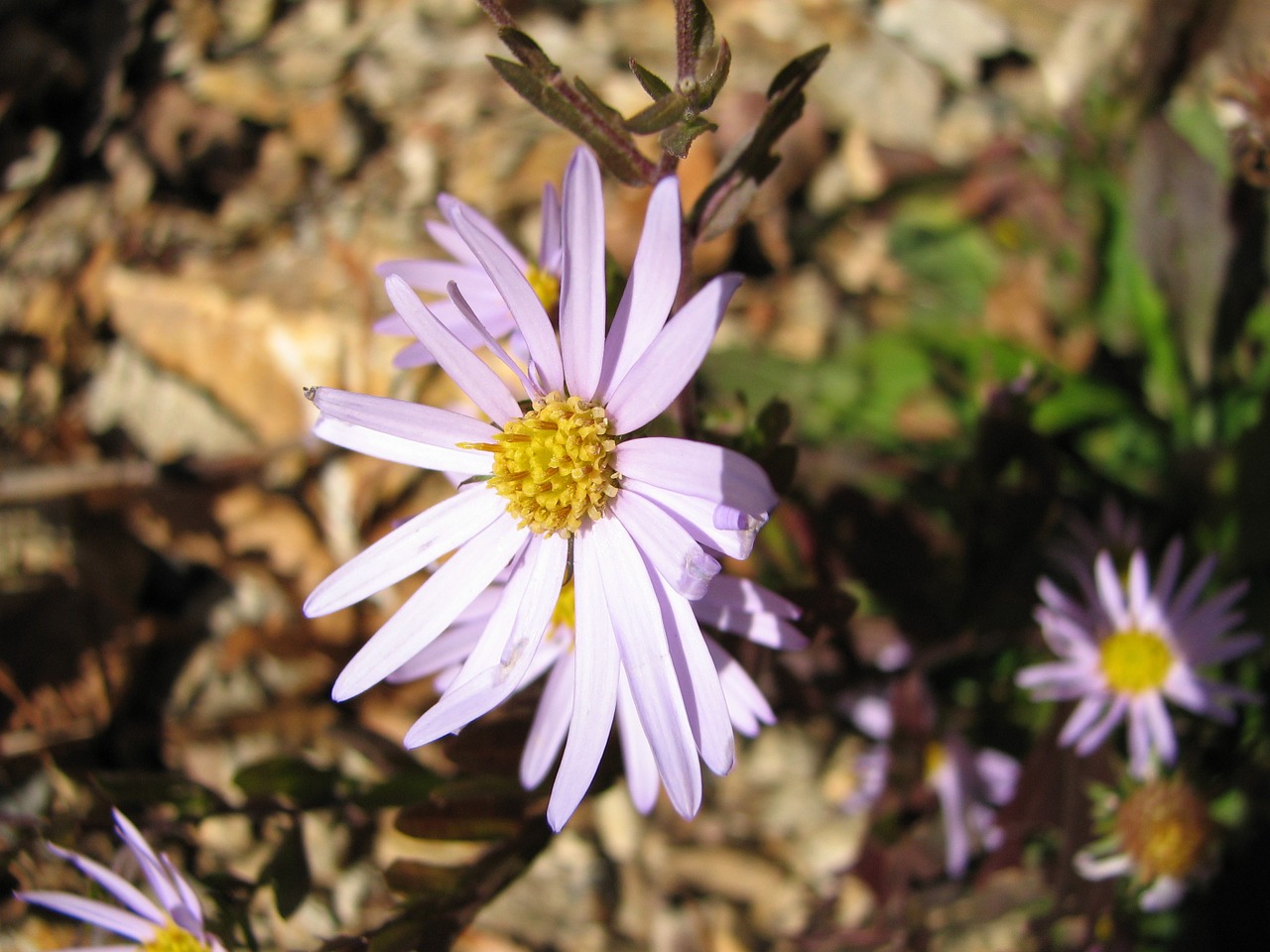 flowers mountain flower chrysanthemum free photo