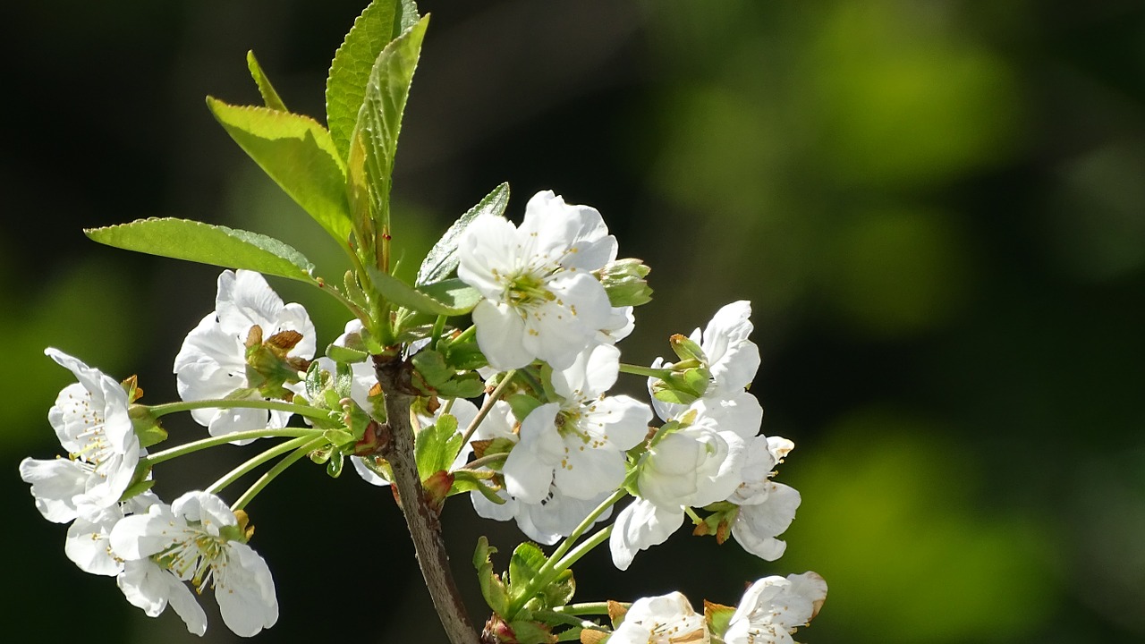 flowers spring nature free photo