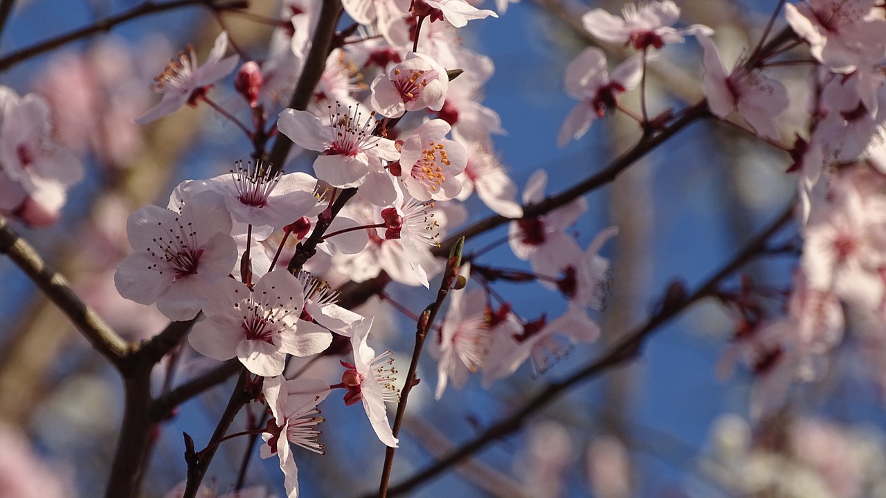 cherry blossoms flowers spring free photo