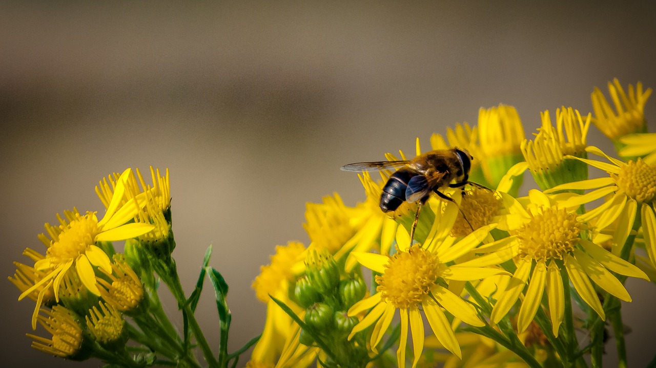 flowers bees insect free photo