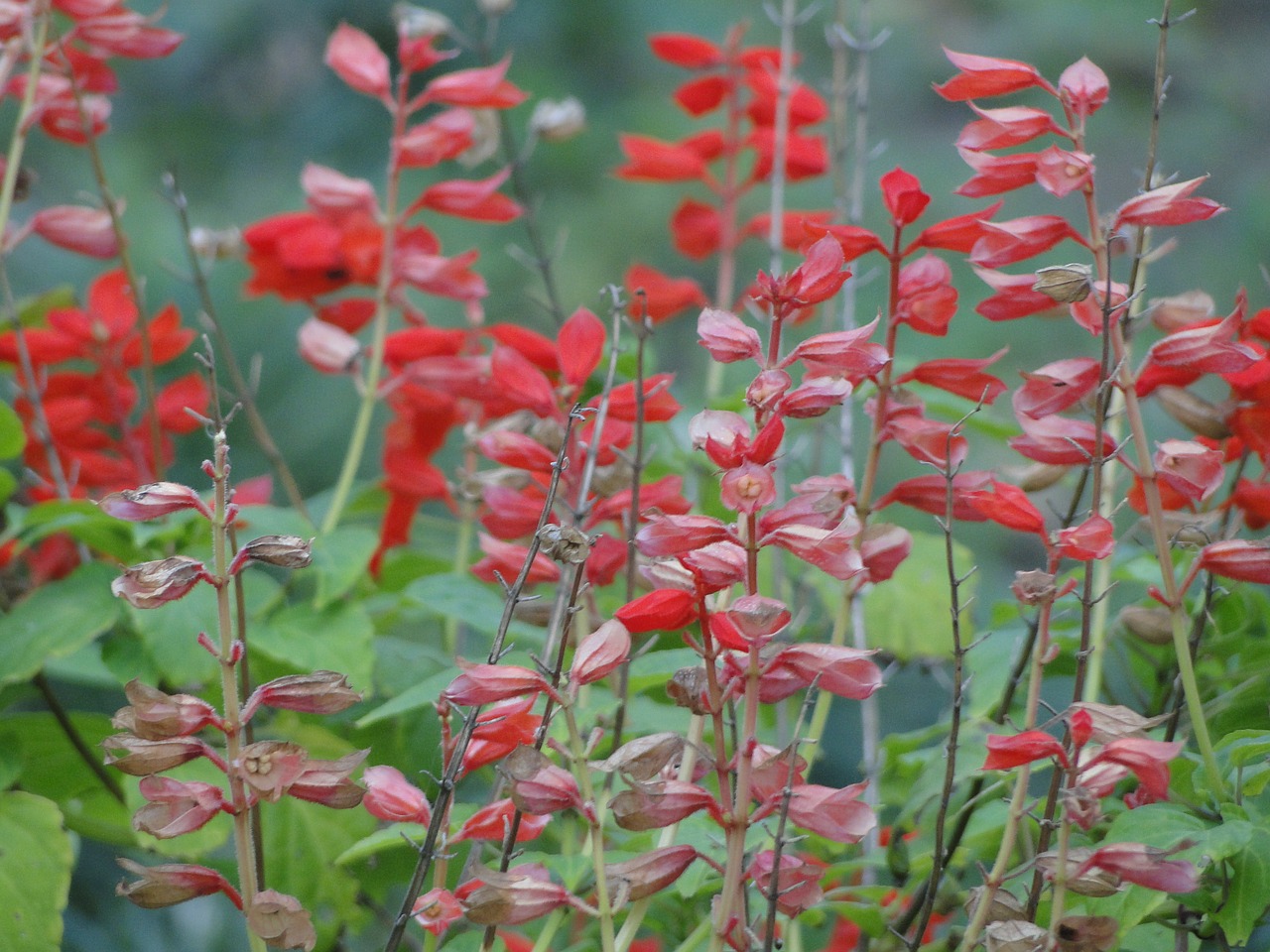 flowers flower red flower free photo