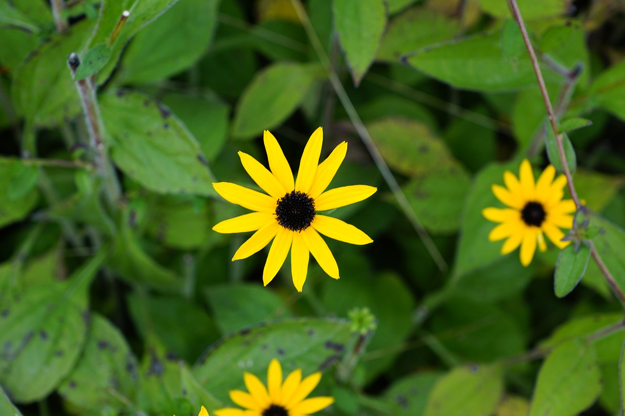 flowers yellow green free photo