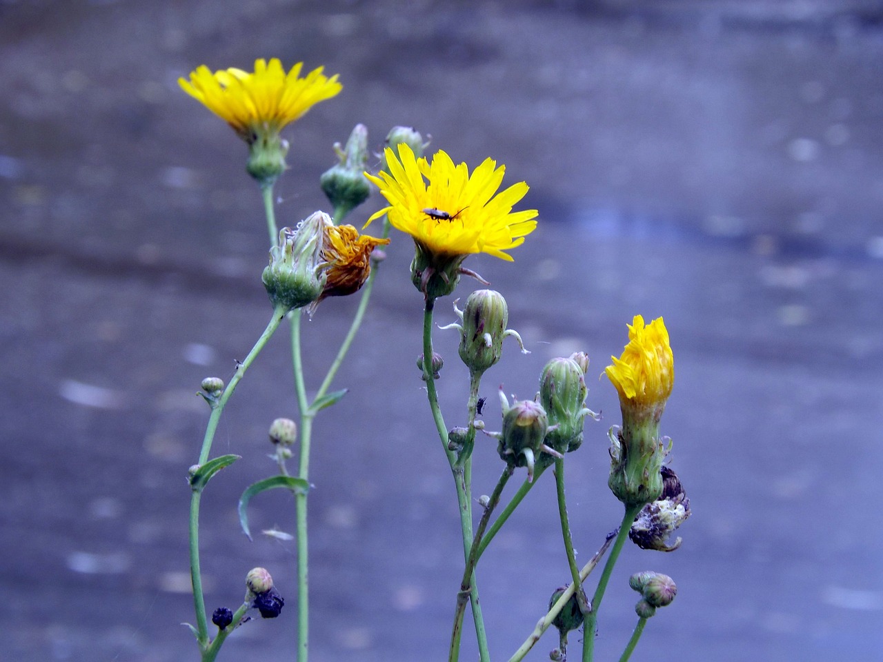 flowers yellow dandelion free photo