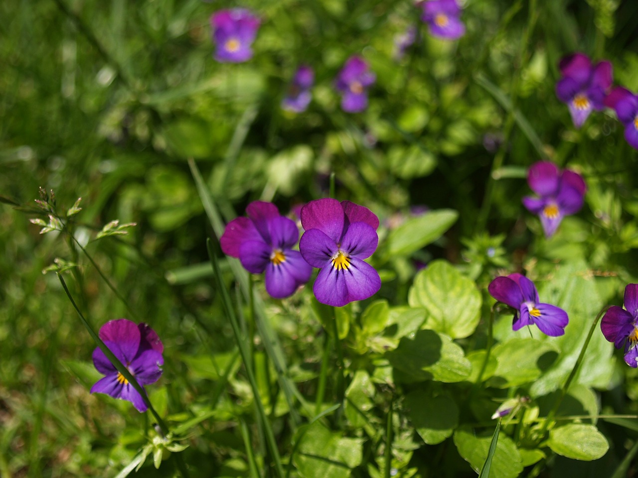 flowers purple macro free photo