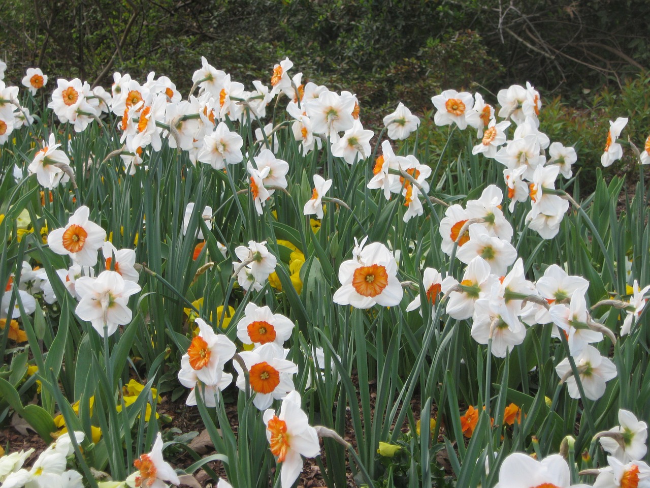 flowers field spring free photo