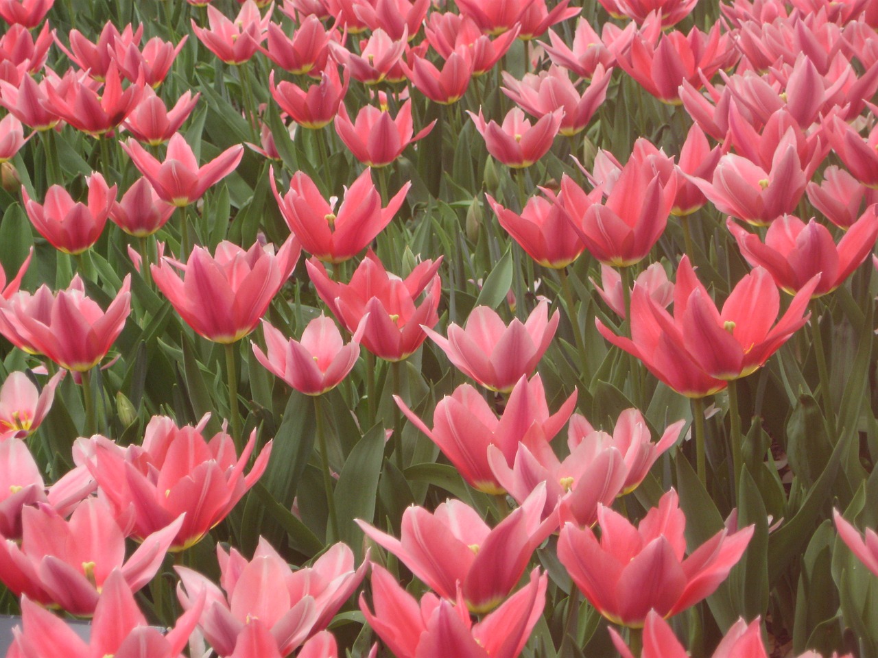 flowers tulips pink flowers free photo