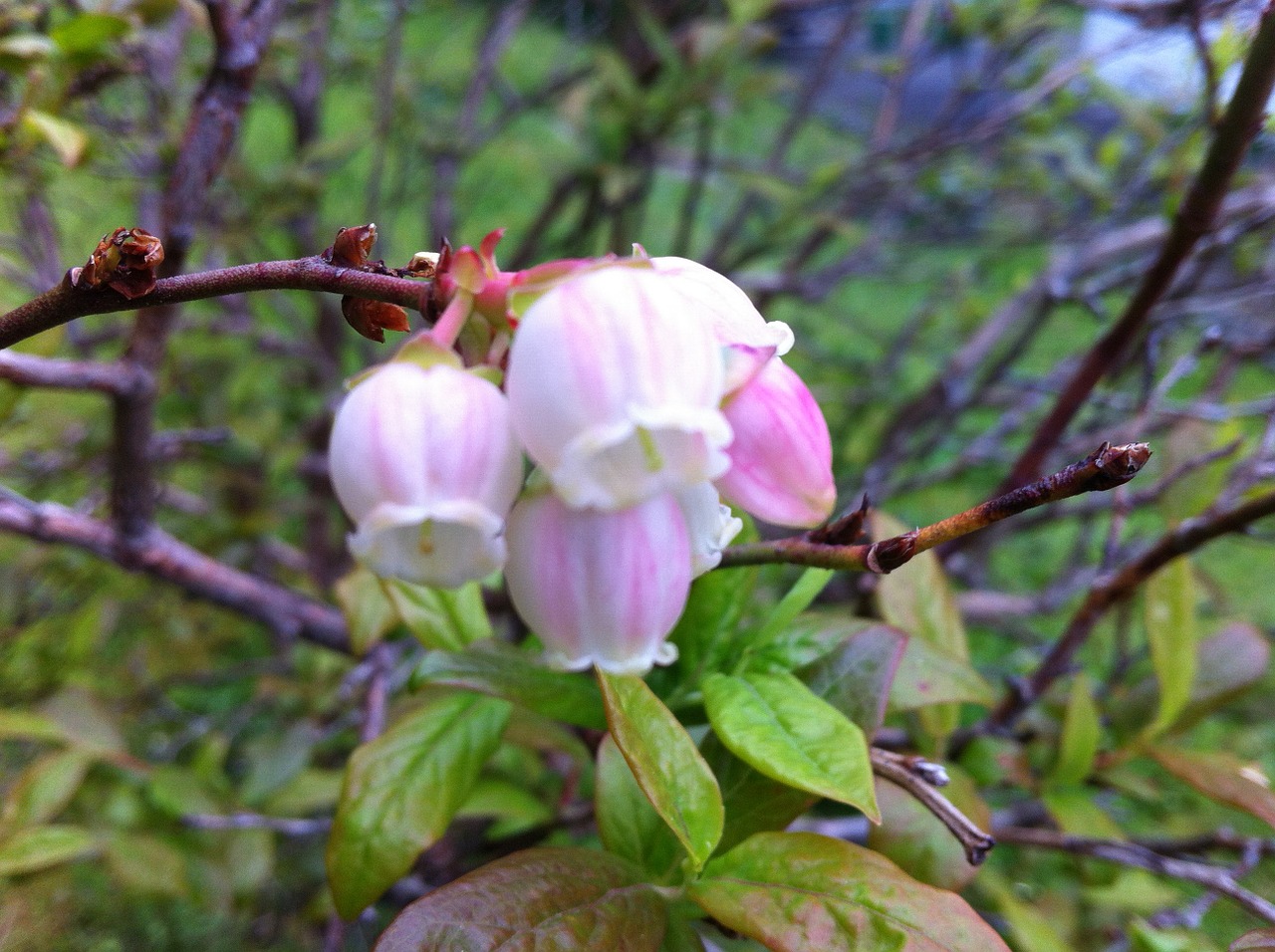 flowers pink pink flowers free photo