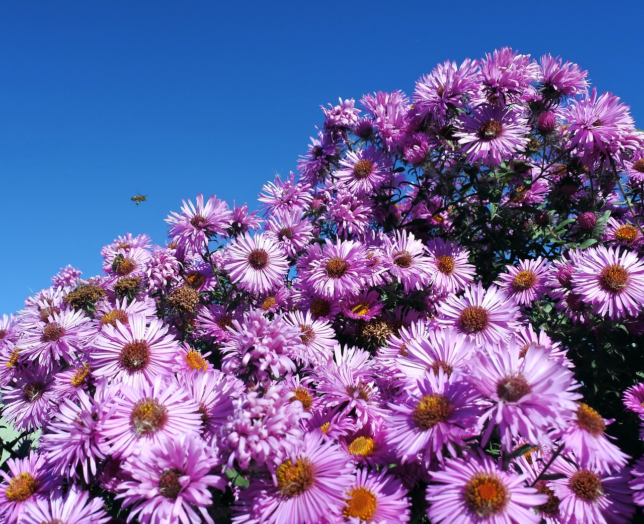 flowers lilac bouquet free photo