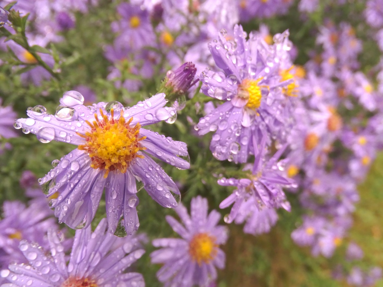 flowers drop of water garden free photo