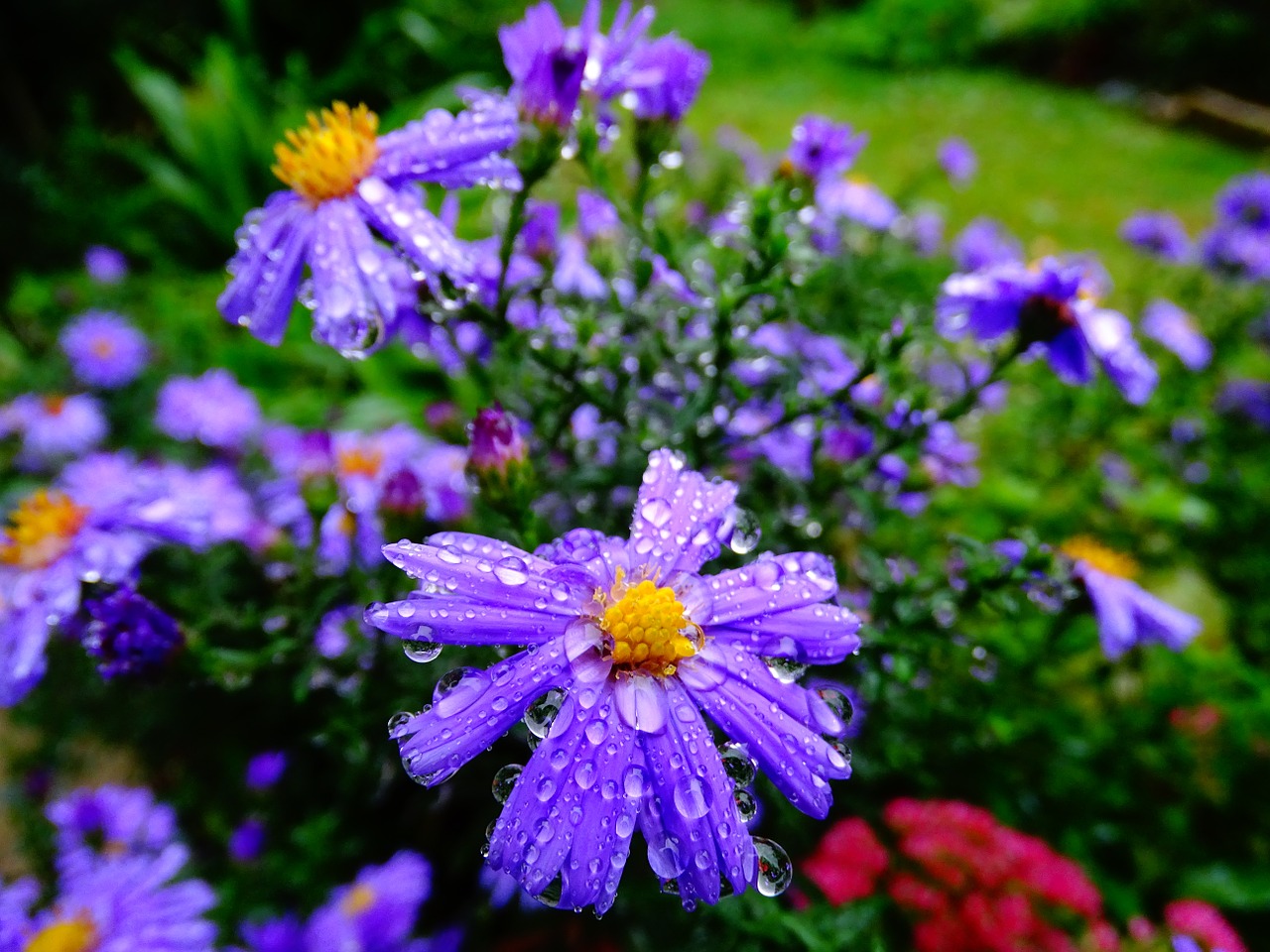 flowers drop of water garden free photo