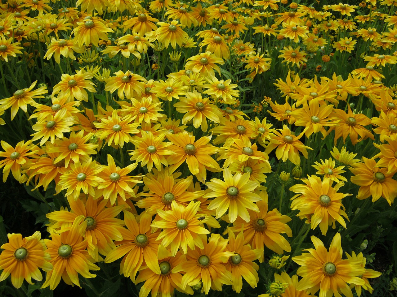 flowers blütenmeer bed free photo