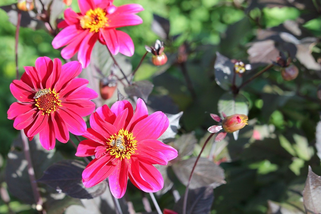 flowers daisy daisies free photo