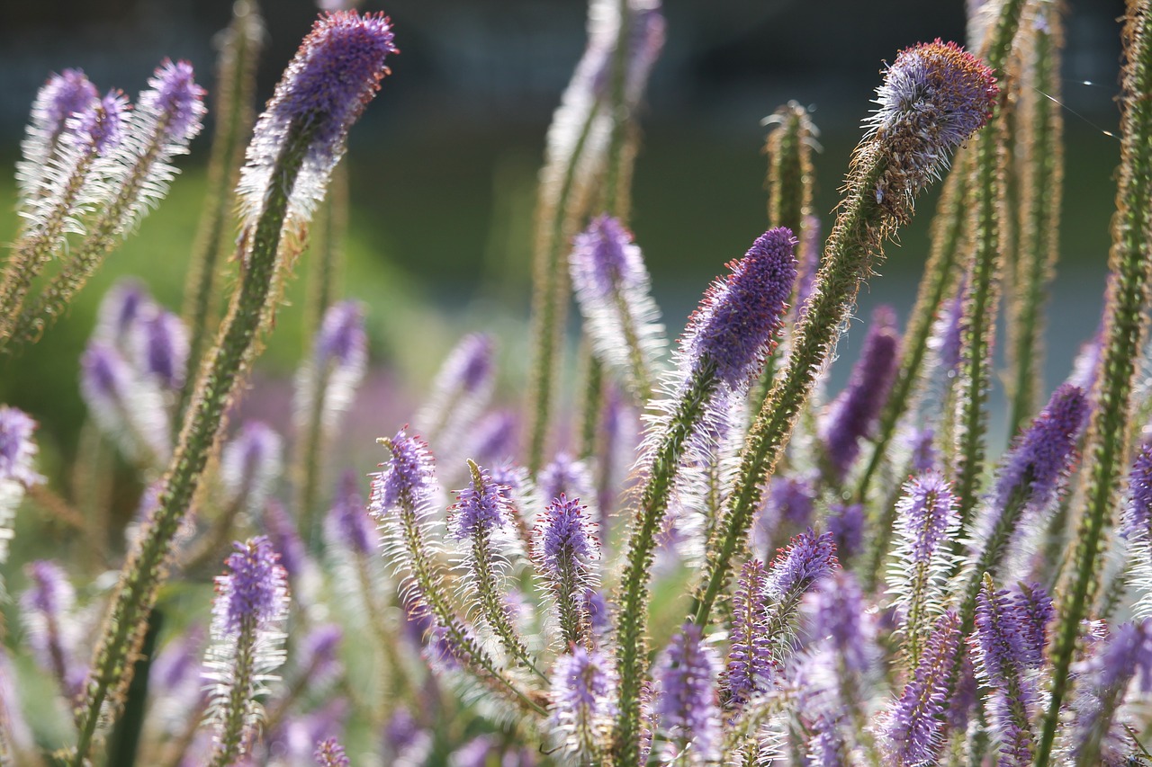 flowers purple plants free photo